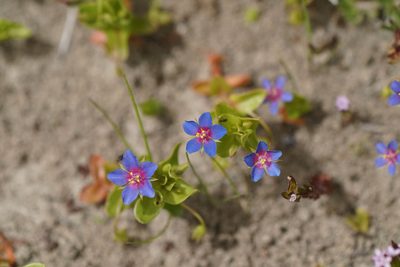 Lysimachia foemina, photographed by WATANABE Hitoshi 渡辺仁