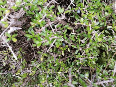 Coprosma propinqua, photographed by danrob