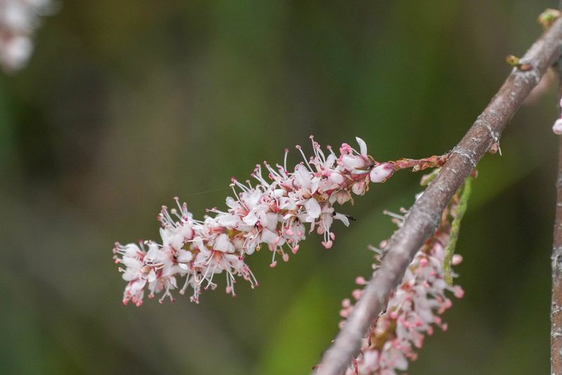 Tamarix dalmatica, photographed by WATANABE Hitoshi 渡辺仁