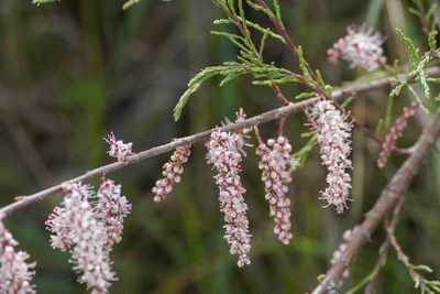 Tamarix dalmatica, photographed by WATANABE Hitoshi 渡辺仁