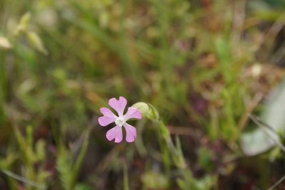 Silene conica, photographed by WATANABE Hitoshi 渡辺仁