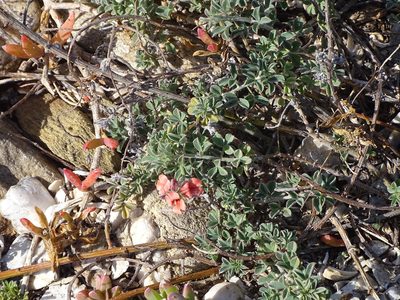 Indigofera heterophylla, photographed by Shaun Swanepoel