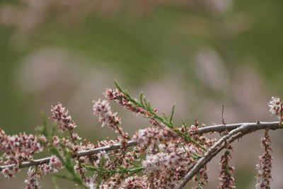 Tamarix dalmatica, photographed by WATANABE Hitoshi 渡辺仁