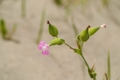 Silene conica, photographed by WATANABE Hitoshi 渡辺仁