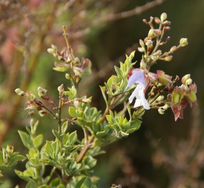 Salvia chamelaeagnea, photographed by Tony Rebelo