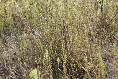Halleria elliptica, photographed by Tony Rebelo