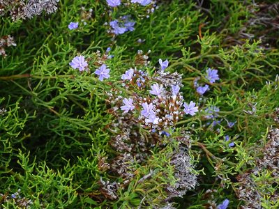 Limonium scabrum, photographed by Shaun Swanepoel