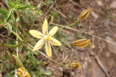 Triteleia ixioides, photographed by Steve Woodward