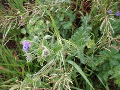 Erodium ciconium, photographed by David Delon