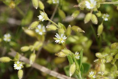 Cerastium brachypetalum, photographed by WATANABE Hitoshi 渡辺仁