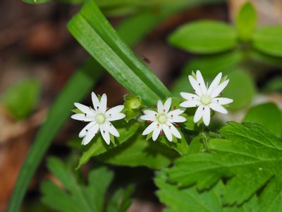Stellaria corei, photographed by Clay Gibbons