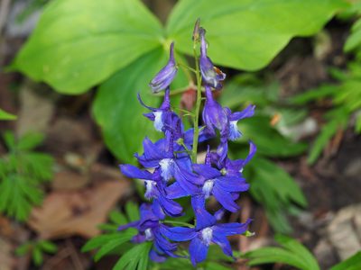 Delphinium tricorne, photographed by Clay Gibbons