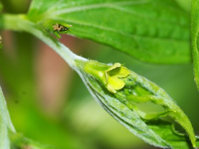 Lithospermum latifolium, photographed by Clay Gibbons