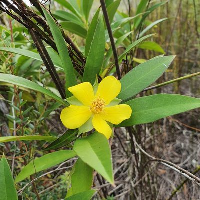 Hibbertia scandens, photographed by ronavery