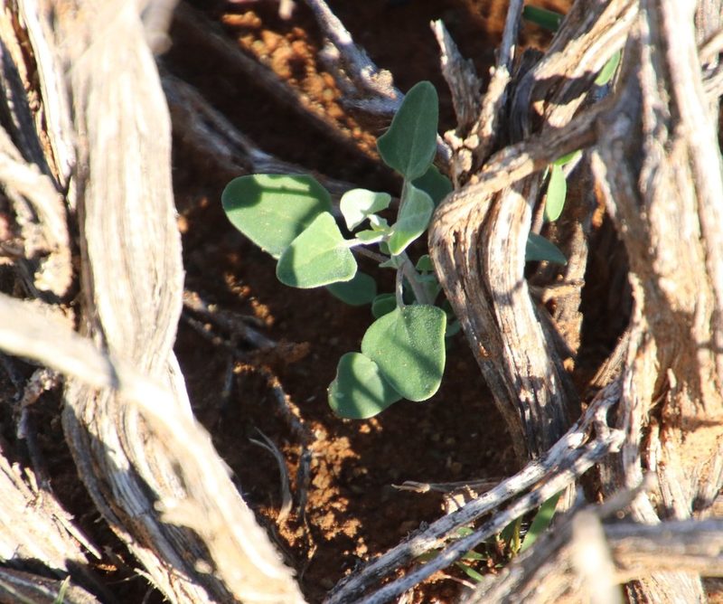 Chenopodium phillipsianum, photographed by Tony Rebelo
