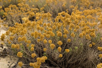 Helichrysum italicum, photographed by Daniela Costa