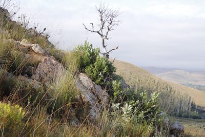 Heeria argentea, photographed by Tony Rebelo