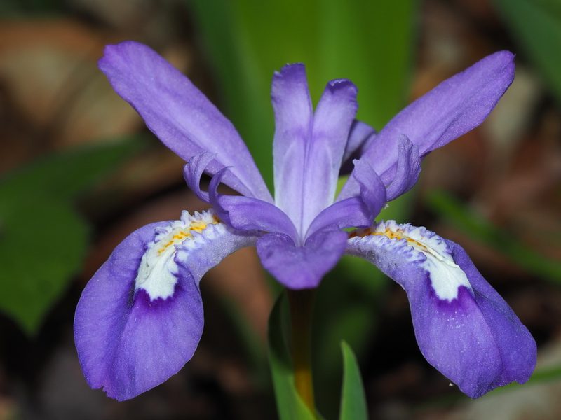 Iris cristata, photographed by Clay Gibbons