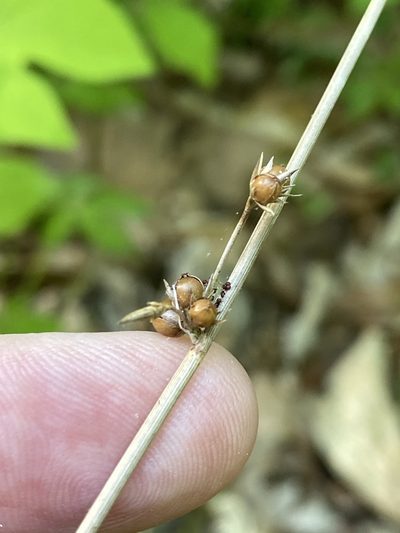 Juncus coriaceus, photographed by Alan Weakley