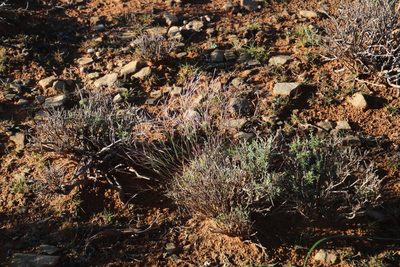 Stipagrostis obtusa, photographed by Tony Rebelo