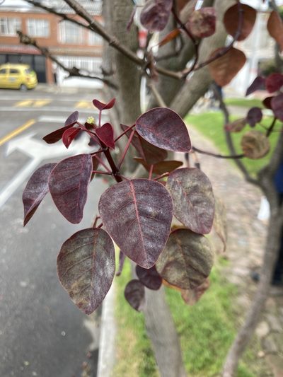 Euphorbia cotinifolia, photographed by julianazuluaga-carrero