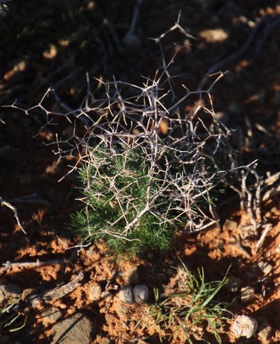 Asparagus exuvialis, photographed by Tony Rebelo