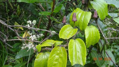 Passiflora alnifolia, photographed by Ignacio Moreira-Corral
