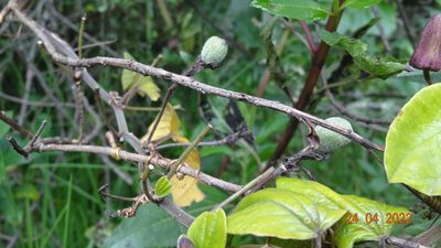 Passiflora alnifolia, photographed by Ignacio Moreira-Corral