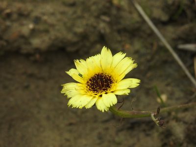Tolpis barbata, photographed by Duarte Frade