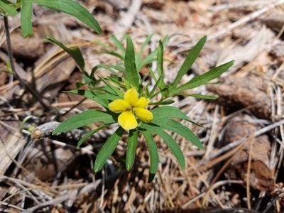 Viola lobata, photographed by Jonathan Curley