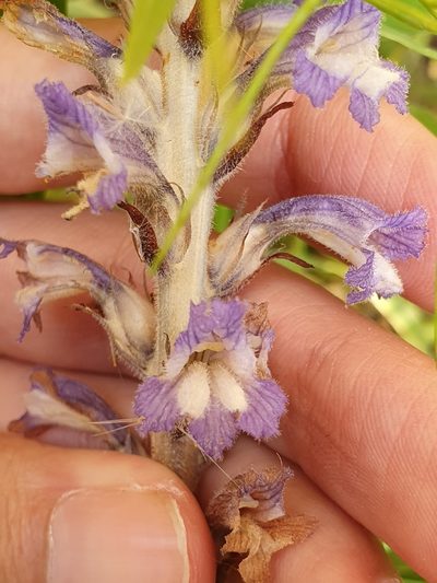 Orobanche mutelii, photographed by Mehdi Chetibi