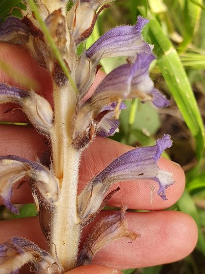 Orobanche mutelii, photographed by Mehdi Chetibi
