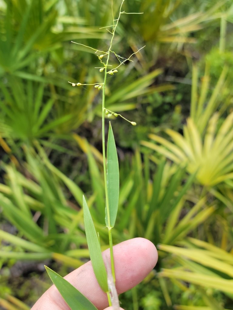 Dichanthelium webberianum, photographed by Jay Horn