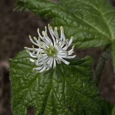 Hydrastis canadensis, photographed by Christopher Zacharias