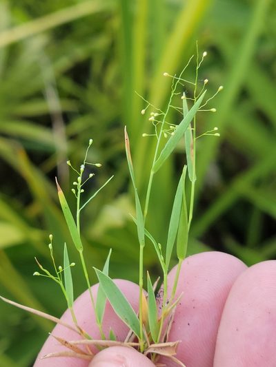 Dichanthelium chamaelonche, photographed by Jay Horn