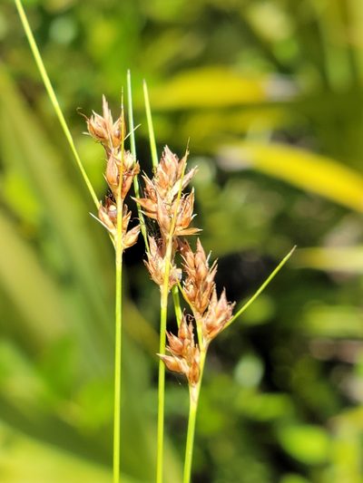 Rhynchospora plumosa, photographed by Jay Horn