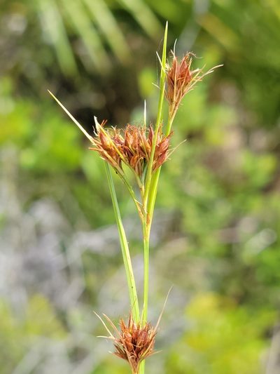 Rhynchospora fascicularis, photographed by Jay Horn