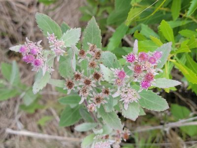 Pluchea baccharis, photographed by Jay Horn