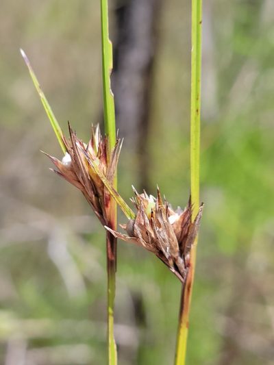 Scleria baldwinii, photographed by Jay Horn