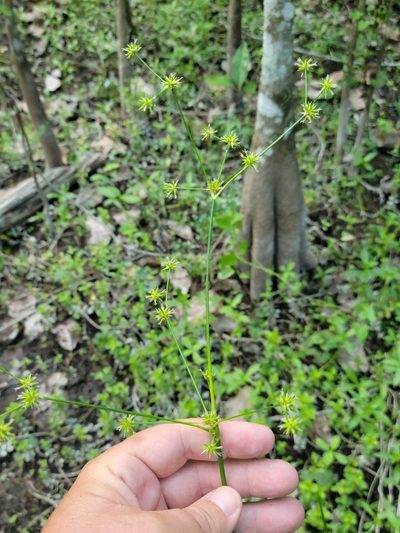 Juncus paludosus, photographed by Jay Horn