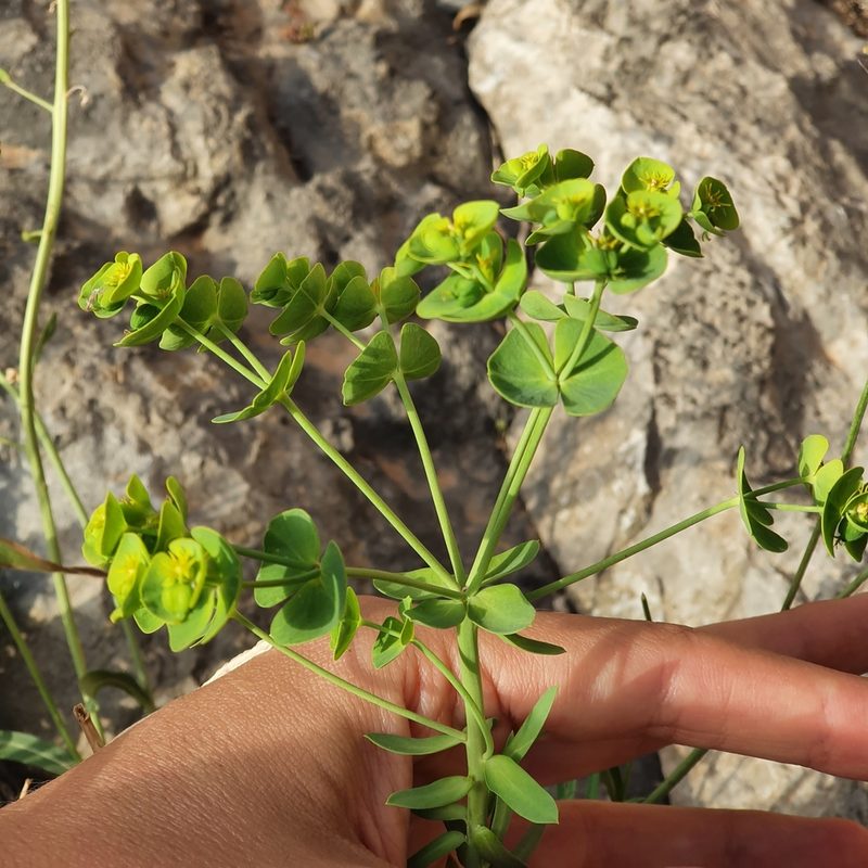 Euphorbia segetalis, photographed by Mehdi Chetibi