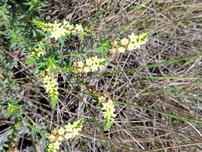 Euploca polyphylla, photographed by Jay Horn