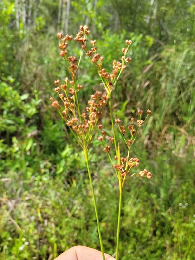 Juncus biflorus, photographed by Jay Horn