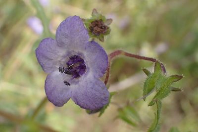 Pholistoma auritum, photographed by Steve Woodward