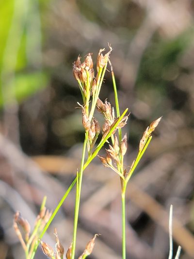 Rhynchospora divergens, photographed by Jay Horn