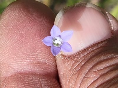 Wahlenbergia marginata, photographed by Rebecca Gimenez Husted