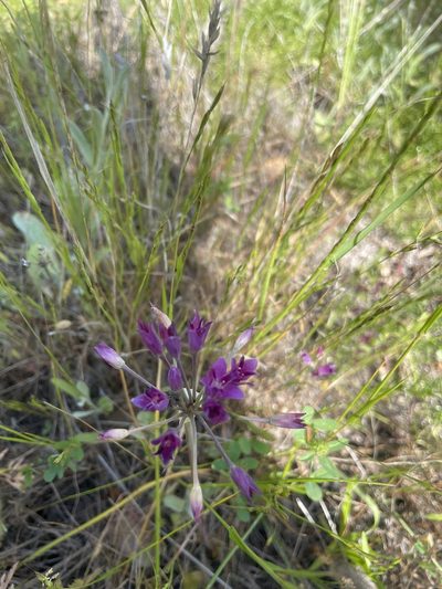 Allium crispum, photographed by Mike Butler