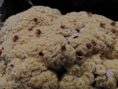 Haastia pulvinaris, photographed by darmozrac