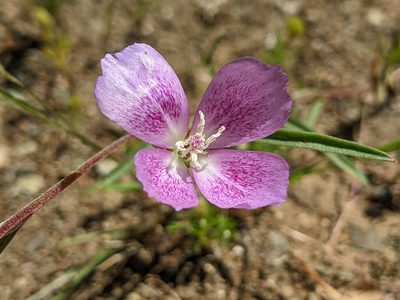 Clarkia affinis, photographed by Ken-ichi Ueda