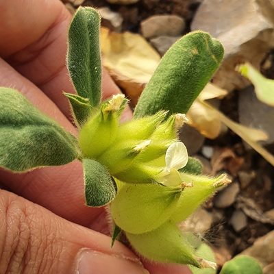 Tripodion tetraphyllum, photographed by Mehdi Chetibi
